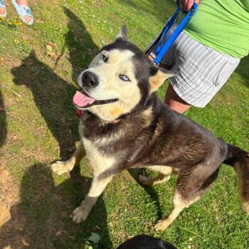 Husky Dogs Available for Adoption in Corbin, Kentucky - Beans | PetCurious