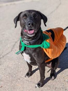 Fiona -  Labrador Retriever Dog for Adoption in Gulfport, Mississippi - Fiona | PetCurious