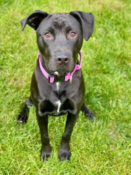 Brooke -  Labrador Retriever and Mixed Breed Dog for Adoption in Urbandale, Iowa - Brooke | PetCurious