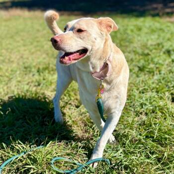 Crystal -  Yellow Labrador Retriever and Mixed Breed Dog for Adoption in Glenwood Springs, Colorado - Crystal | PetCurious