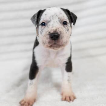 Ruth -  Australian Cattle Dog Blue Heeler and Pit Bull Terrier Dog for Adoption in Fulton, Missouri - Ruth | PetCurious