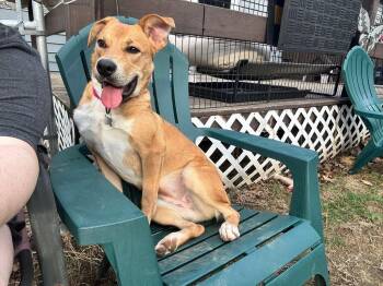 Rose -  Mixed Breed Dog for Adoption in Randolph, Vermont - Rose | PetCurious