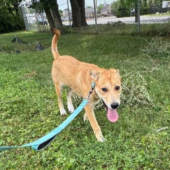Phoebe -  Mixed Breed Dog for Adoption - Phoebe | PetCurious