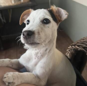 Sundance -  Jack Russell Terrier Dog for Adoption in Elizabeth, Colorado - Sundance | PetCurious