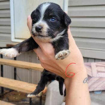 Australian Shepherd and Australian Cattle Dog Blue Heeler Dogs Available for Adoption in Marshall, Texas - Cheyenne | PetCurious