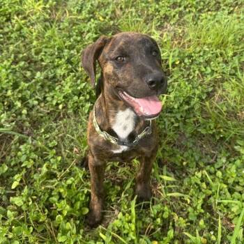 Camo -  Plott Hound Dog for Adoption in Harlingen, Texas - Camo | PetCurious