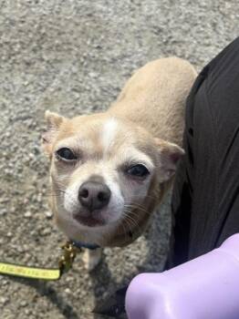 Galadriel (& Radagast) -  Mixed Breed Dog for Adoption in Fairfax, Virginia - Galadriel (& Radagast) | PetCurious