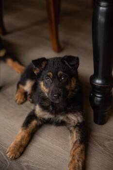 Mixed Breed Dogs Available for Adoption - Poppy | PetCurious