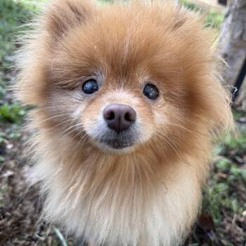 Pomeranian Dogs Available for Adoption - Goldie | PetCurious