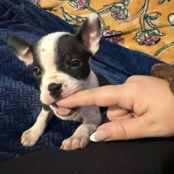 Pit Bull Terrier and American Staffordshire Terrier Dogs Available for Adoption - Storm | PetCurious