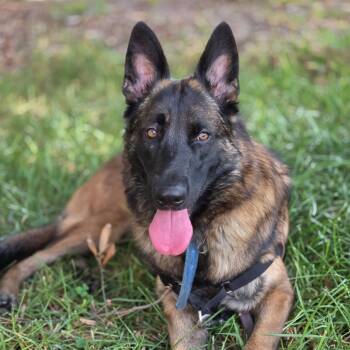 Luna JR -  Belgian Shepherd Malinois and German Shepherd Dog Dog for Adoption in Austin, Texas - Luna JR | PetCurious