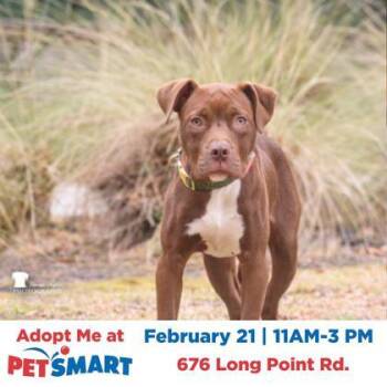 American Staffordshire Terrier and Mixed Breed Dogs Available for Adoption - 90640a Cash | PetCurious