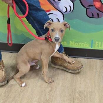 SVAS-Stray-39540 -  Pit Bull Terrier Dog for Adoption in Lyndhurst, Virginia - SVAS-Stray-39540 | PetCurious