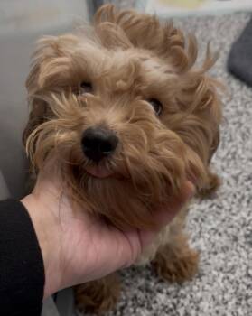 Shih Tzu and Poodle Dogs Available for Adoption - Fozzy | PetCurious