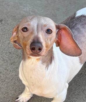Delta -  Dachshund Dog for Adoption in Burbank, California - Delta | PetCurious