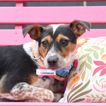 Hound Dogs Available for Adoption in Wake Forest, North Carolina - Carebear | PetCurious