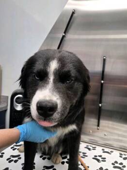 Border Collie and Mixed Breed Dogs Available for Adoption in North Charleston, South Carolina - 3834B Pork | PetCurious