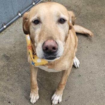 Penny -  Yellow Labrador Retriever Dog for Adoption in Bristol, Indiana - Penny | PetCurious