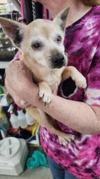 Chihuahua and Mixed Breed Dogs Available for Adoption in Hobart, Indiana - Popcorn | PetCurious