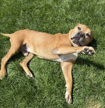 Rescue Mastiff Dogs for Adoption in Redmond, Oregon - Chunk | PetCurious