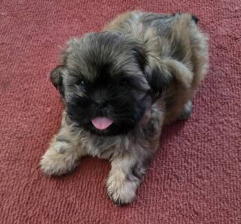 Hansel -  Shih Tzu Dog for Adoption in Rochester, New York - Hansel | PetCurious