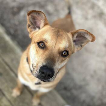 Australian Cattle Dog Blue Heeler Dogs Available for Adoption in Dallas, Texas - Riggins (New Digs) | PetCurious