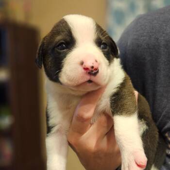 Terrier bottle baby 1 -  Terrier Dog for Adoption in Phoenix, Arizona - Terrier Bottle Baby 1 | PetCurious