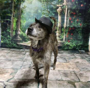 Terrier and Standard Schnauzer Dogs Available for Adoption in Plain City, Ohio - Dink | PetCurious