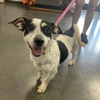 Rescue Mixed Breed Dogs for Adoption in Dickinson, Texas - Steve | PetCurious