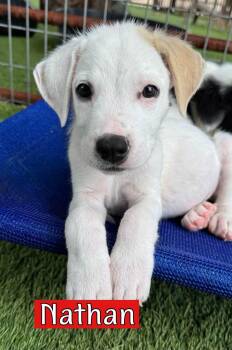 Nathan -  Labrador Retriever Dog for Adoption in Fort Worth, Texas - Nathan | PetCurious