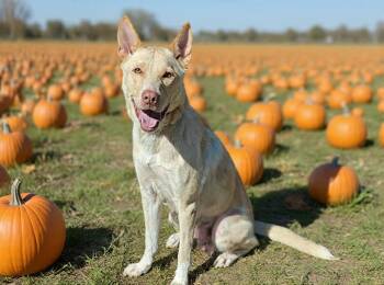 Chloe -  Husky and Shepherd Dog for Adoption in West Palm Beach, Florida - Chloe | PetCurious