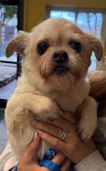 Terrier and Mixed Breed Dogs Available for Adoption in Bowling Green, Kentucky - Sophie | PetCurious
