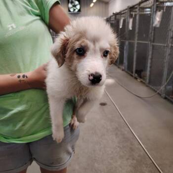 Penny -  Mixed Breed Dog for Adoption in Hendersonville, North Carolina - Penny | PetCurious