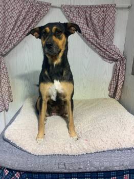 Rescue Labrador Retriever and German Pinscher Dogs for Adoption in Opelousas, Louisiana - Celeste | PetCurious
