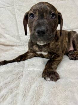 Doc -  Pit Bull Terrier Dog for Adoption in Decatur, Indiana - Doc | PetCurious