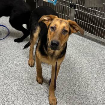Fig -  Shepherd Dog for Adoption in Grand Rapids, Michigan - Fig | PetCurious