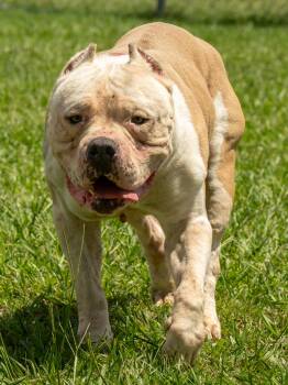 Neo -  Mixed Breed Dog for Adoption in Myrtle Beach, South Carolina - Neo | PetCurious