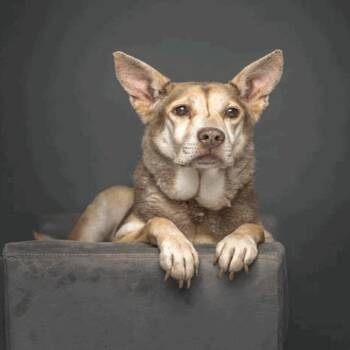 Layla -  Terrier Dog for Adoption in Dallas, Texas - Layla | PetCurious