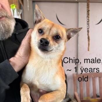 Chihuahua and Mixed Breed Dogs Available for Adoption - Chip | PetCurious