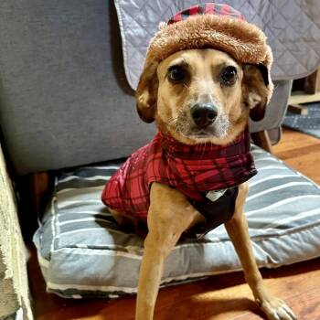 Rescue Mixed Breed Dogs for Adoption in Mississauga, Ontario - Tomasa | PetCurious