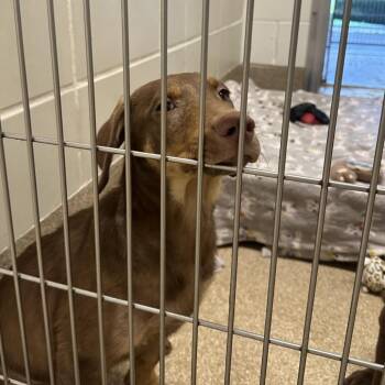 Donatello -  Labrador Retriever and Mixed Breed Dog for Adoption in League City, Texas - Donatello | PetCurious