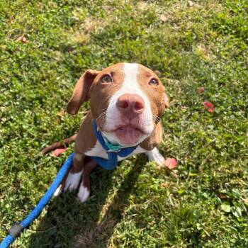 Pit Bull Terrier Dogs Available for Adoption - Sabrina | PetCurious