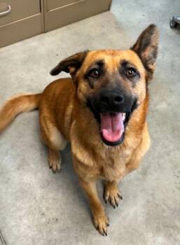 Athena -  Shepherd Dog for Adoption in Las Vegas, Nevada - Athena | PetCurious