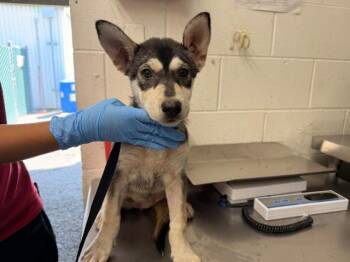 FOXY -  Siberian Husky and German Shepherd Dog Dog for Adoption in San Bernardino, California - FOXY | PetCurious