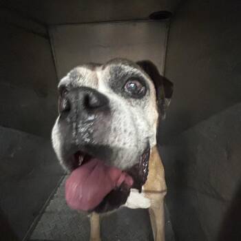 Bruno -  Boxer Dog for Adoption in Chattanooga, Tennessee - Bruno | PetCurious