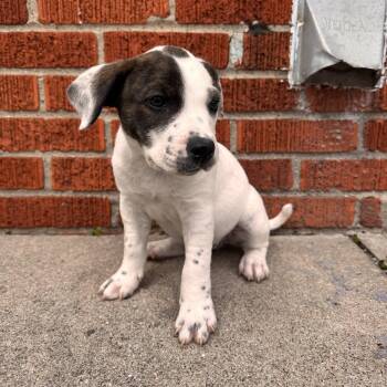 Australian Cattle Dog Blue Heeler Dogs Available for Adoption - Della  | PetCurious