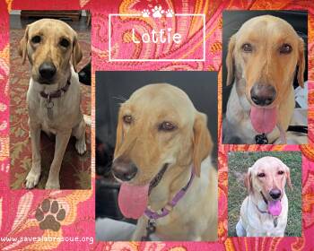 Lottie -  Labrador Retriever and Yellow Labrador Retriever Dog for Adoption in Middletown, Rhode Island - Lottie | PetCurious
