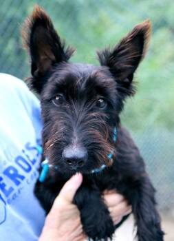 Stuart (AO37027) -  Scottish Terrier Dog for Adoption in Kansas City, Kansas - Stuart (AO37027) | PetCurious