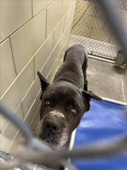 Rescue Cane Corso Dogs for Adoption in Woodland, California - *ERNIE | PetCurious