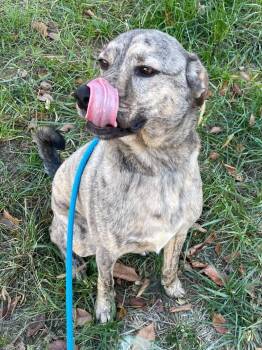 Barney -  Hound and Mixed Breed Dog for Adoption in Roanoke, Virginia - Barney | PetCurious